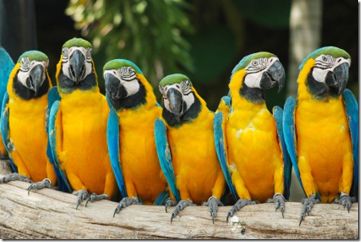 parrots