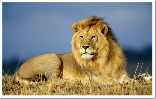 african_lion